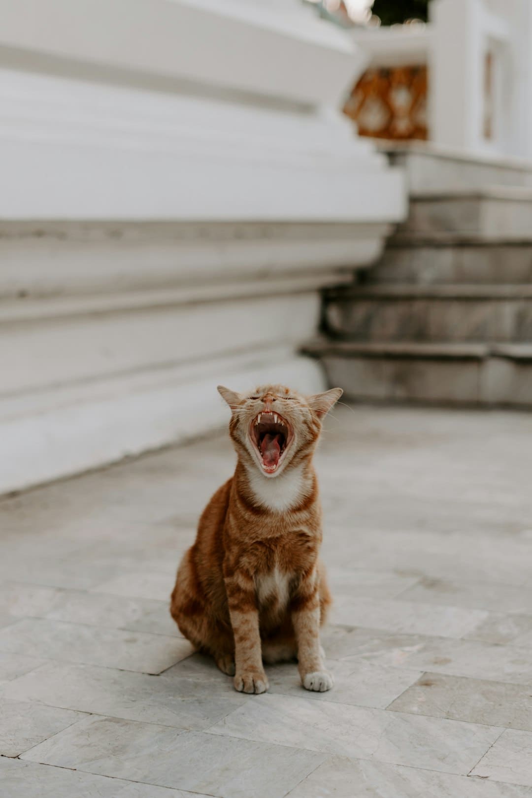 首部熊猫纪录片温暖献映，揭秘熊猫“妹猪”的生长暗码
